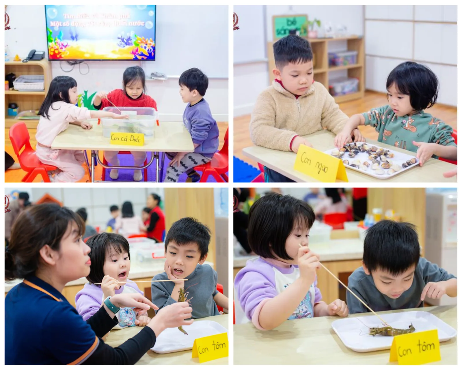 VIETSCHOOL NEWSLETTER 02/2024 - BẢN TIN THÁNG 02/2024 - VIETSCHOOL